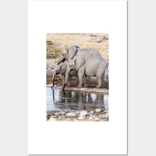 Elephants at the waterhole. Posters and Art